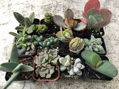 2 英寸完全生根独特稀有多肉植物系列(6、9、12 件装)