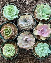 8 盆 4 英寸玫瑰花石莲花多肉植物,已完全生根