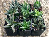 Premium Succulents Haworthia and Aloe 2" Plants, pack of 6 or 9
