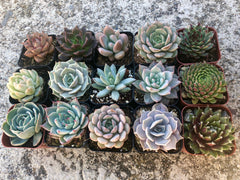 Assorted Rooted Premium Rosette Succulents in 2" Planter Pots with Soil, Real Live Succulents (6, 9, 12 or 15)