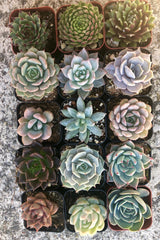 Assorted Rooted Premium Rosette Succulents in 2" Planter Pots with Soil, Real Live Succulents (6, 9, 12 or 15)