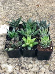 Premium Succulents Haworthia and Aloe 2" Plants, pack of 6 or 9