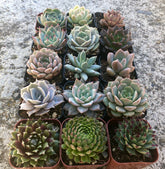 Assorted Rooted Premium Rosette Succulents in 2" Planter Pots with Soil, Real Live Succulents (6, 9, 12 or 15)