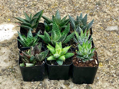 Premium Succulents Haworthia and Aloe 2" Plants, pack of 6 or 9