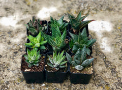 Premium Succulents Haworthia and Aloe 2" Plants, pack of 6 or 9