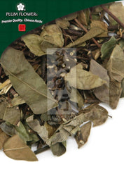 罗诗藤,未硫络石茎