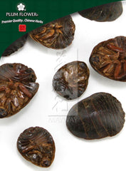 土鳖虫,未硫化土鳖虫