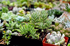 6 or 9 Succulent Plants, Fully Rooted in Planter Pots with Soil - Real Live Potted Succulents/Unique Indoor Cactus Decor