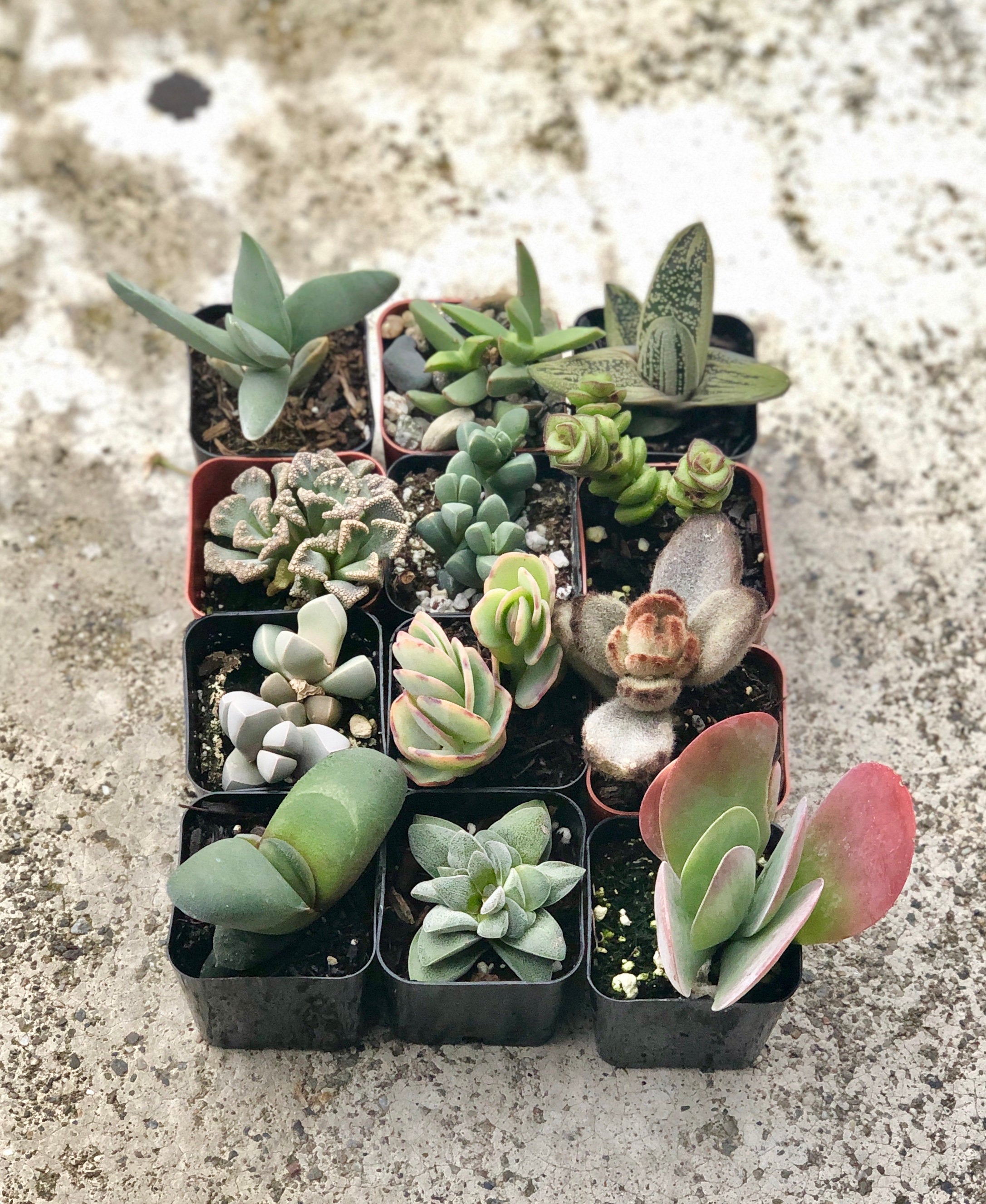 2 in. Fully Rooted Unique Rare Succulent Collection (Pack of 6, 9, 12)