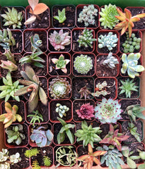 6 or 9 Succulent Plants, Fully Rooted in Planter Pots with Soil - Real Live Potted Succulents/Unique Indoor Cactus Decor