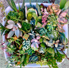 20 or 40 succulent clippings succulent cuttings