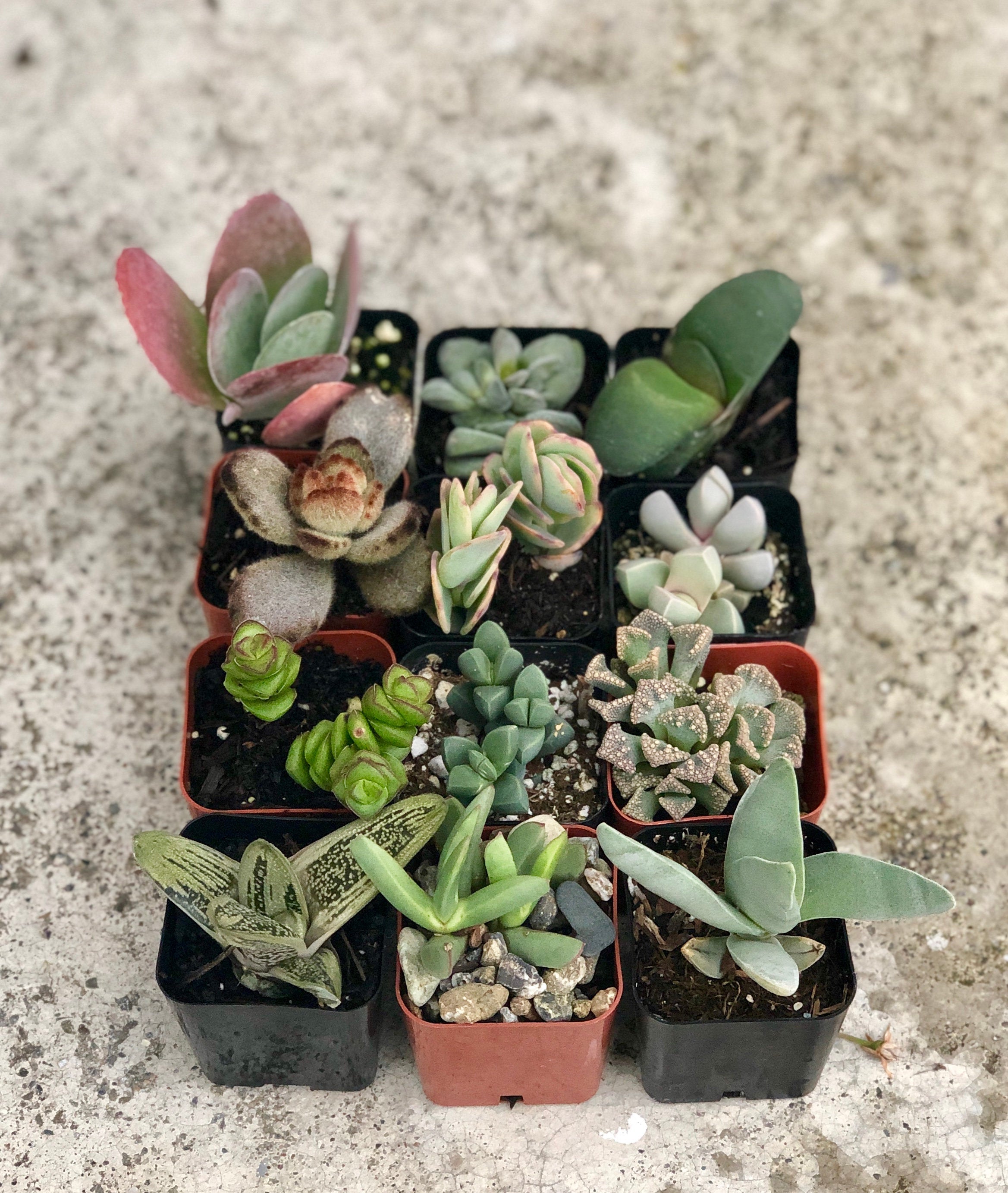 2 in. Fully Rooted Unique Rare Succulent Collection (Pack of 6, 9, 12)