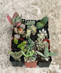 2 in. Fully Rooted Unique Rare Succulent Collection (Pack of 6, 9, 12)