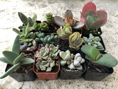 2 in. Fully Rooted Unique Rare Succulent Collection (Pack of 6, 9, 12)