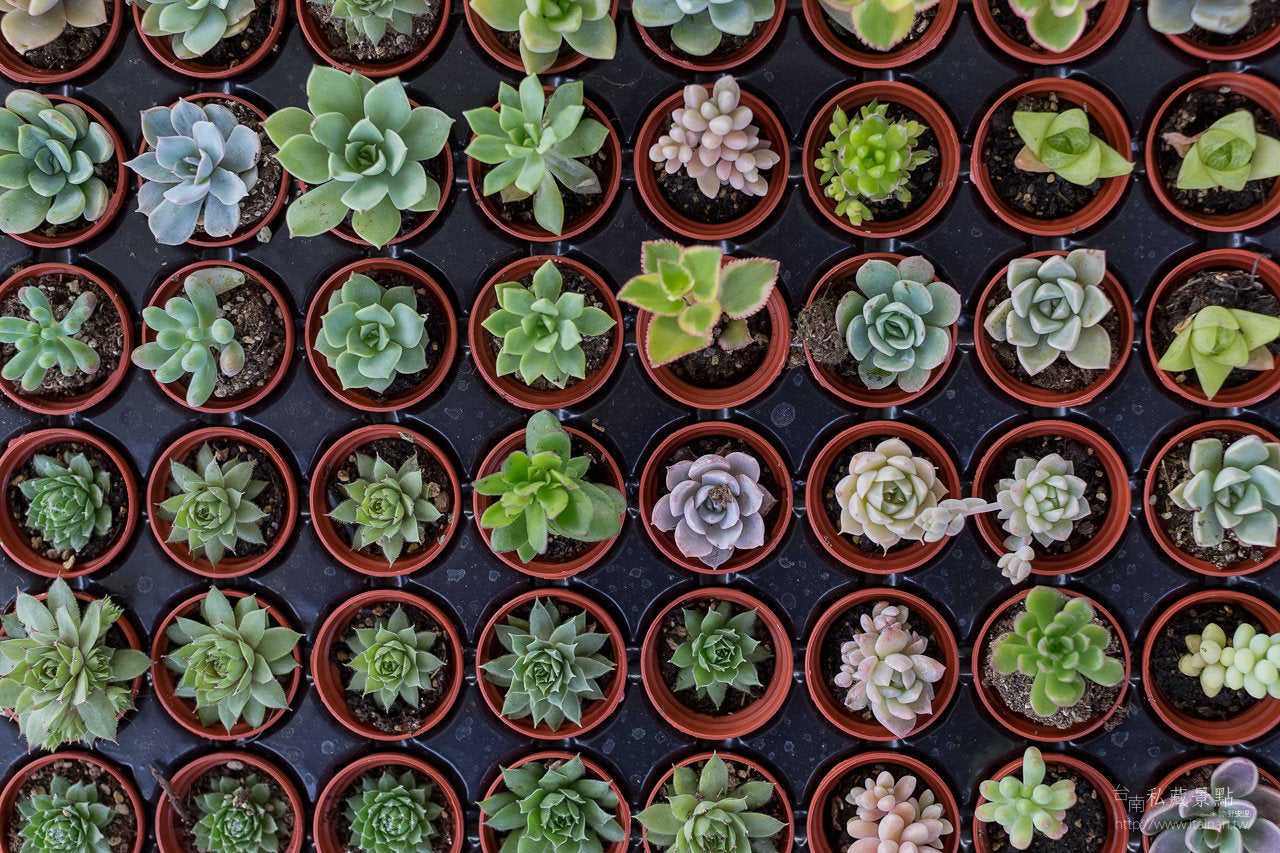 6 or 9 Succulent Plants, Fully Rooted in Planter Pots with Soil - Real Live Potted Succulents/Unique Indoor Cactus Decor
