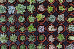 6 or 9 Succulent Plants, Fully Rooted in Planter Pots with Soil - Real Live Potted Succulents/Unique Indoor Cactus Decor
