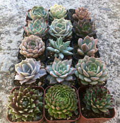 Assorted Rooted Premium Rosette Succulents in 2" Planter Pots with Soil, Real Live Succulents (6, 9, 12 or 15)