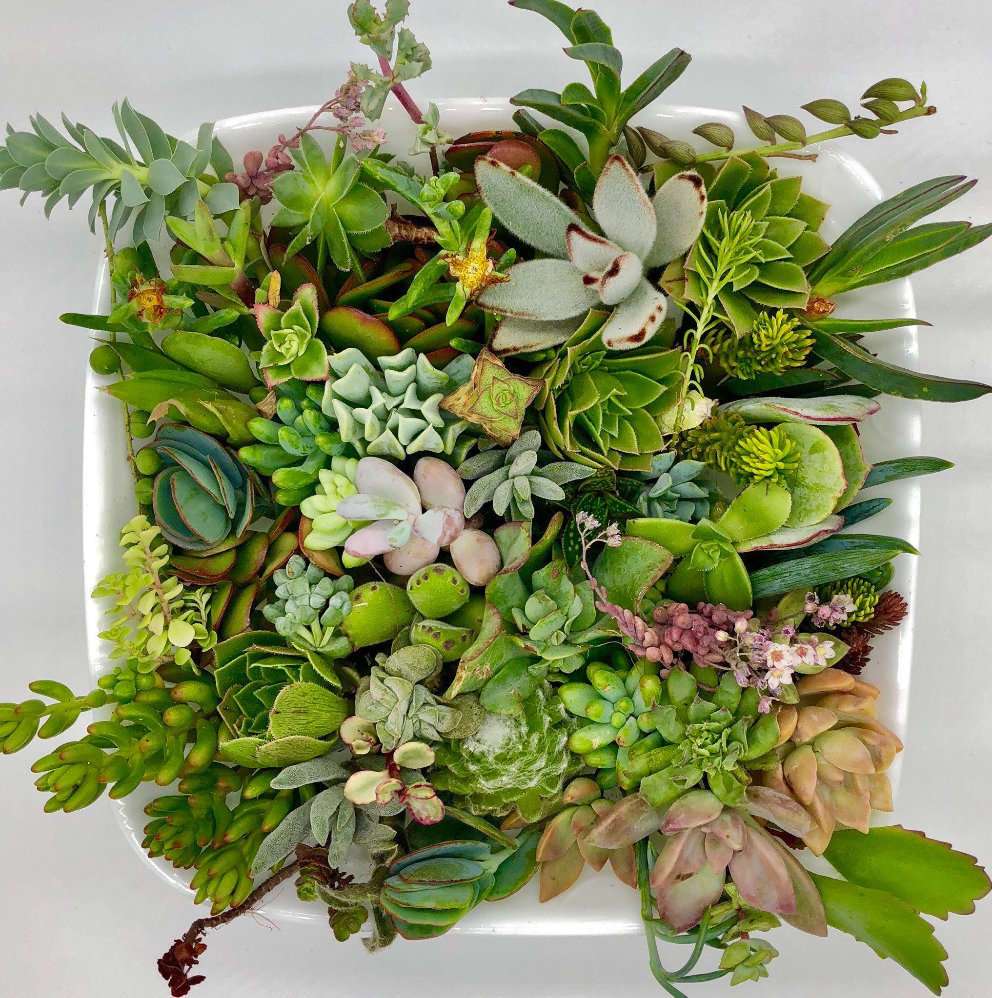20 or 40 succulent clippings succulent cuttings