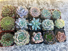 Assorted Rooted Premium Rosette Succulents in 2" Planter Pots with Soil, Real Live Succulents (6, 9, 12 or 15)