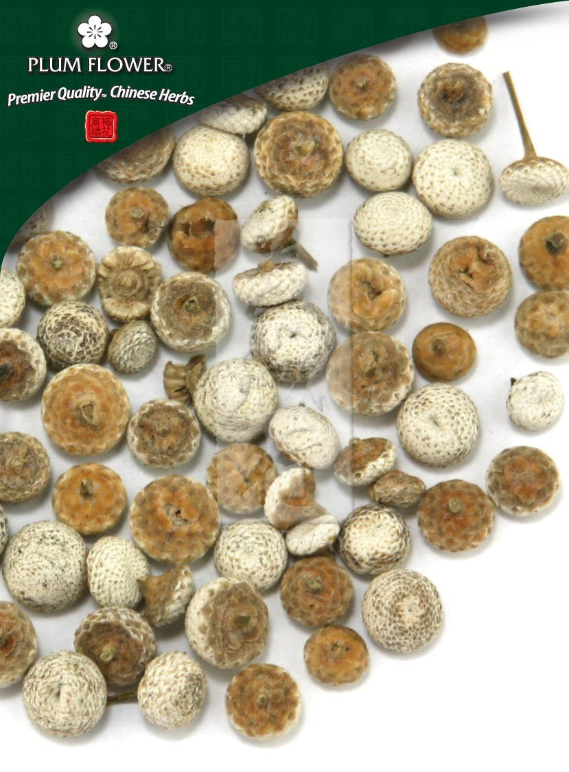 Gu Jing Cao, unsulfured Eriocaulon buergerianum flower