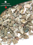 Shi Jue Ming, unsulfured Haliotis diversicolor shell