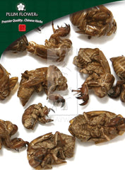 Chan Tui, unsulfured Cryptotympana pustulata moulting